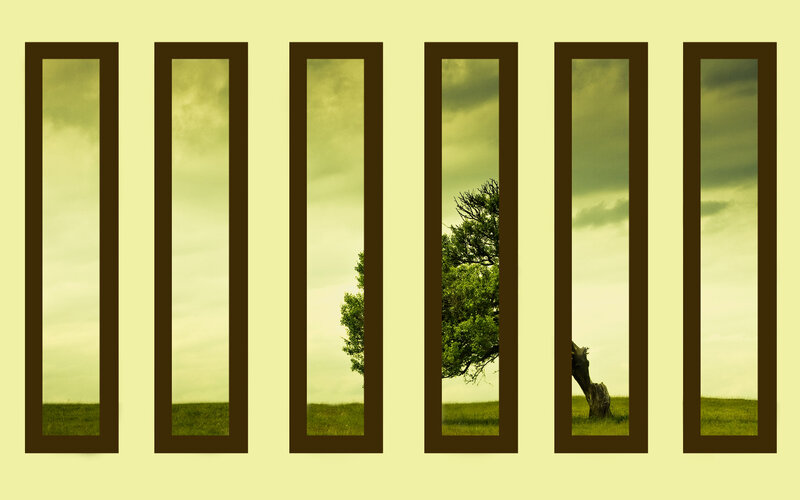 tree through window panes