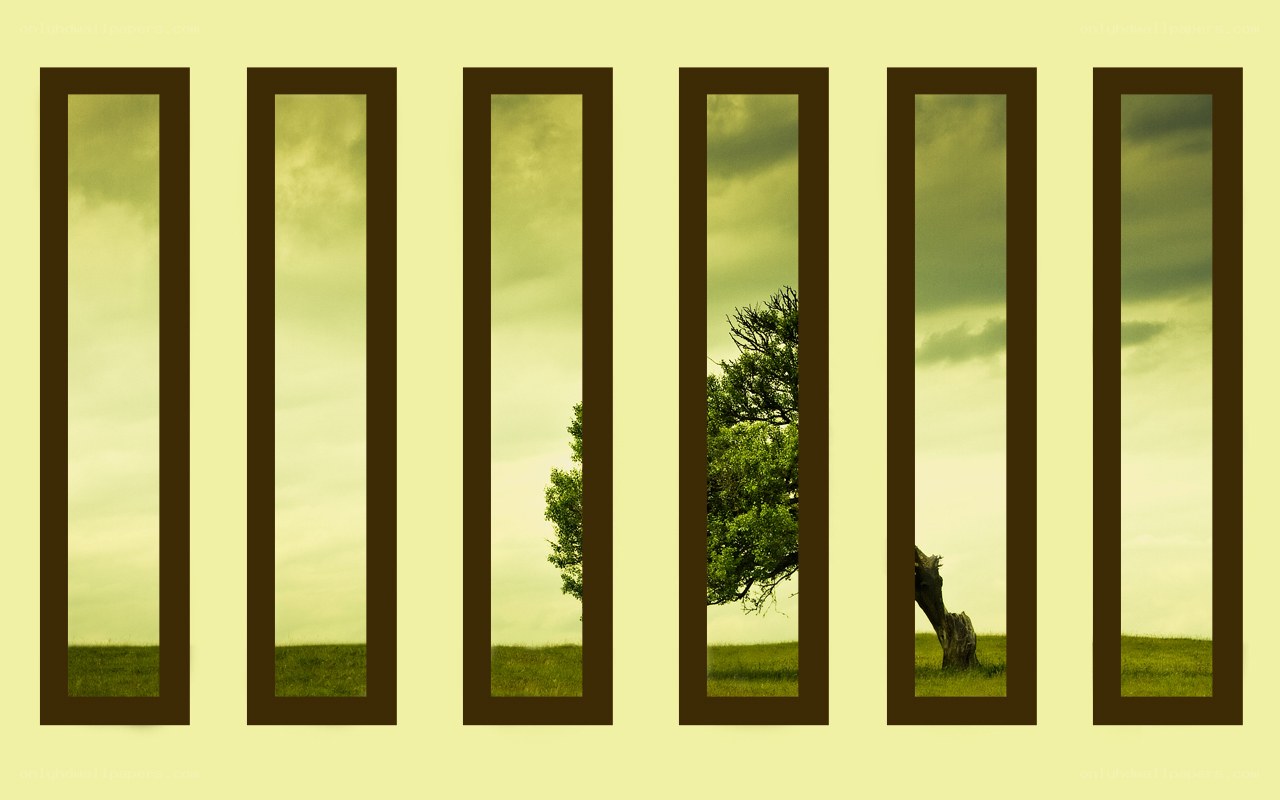 tree through window panes