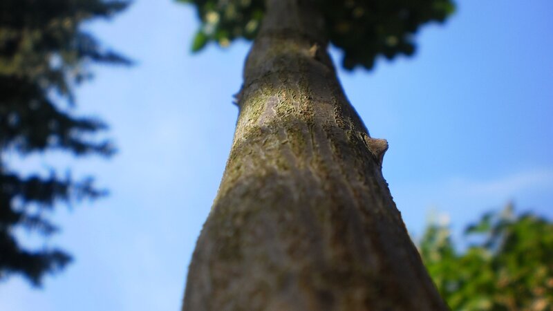 tree trunk against blue sky