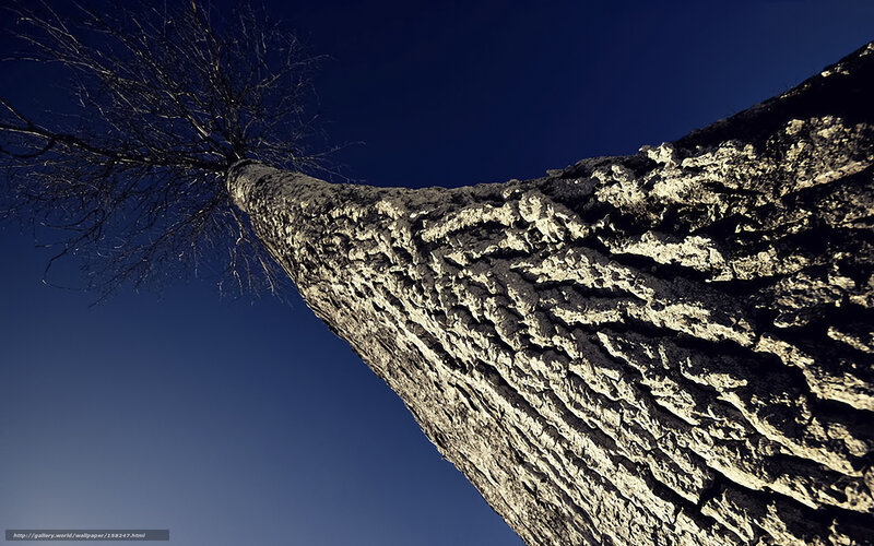 tree trunk against blue sky