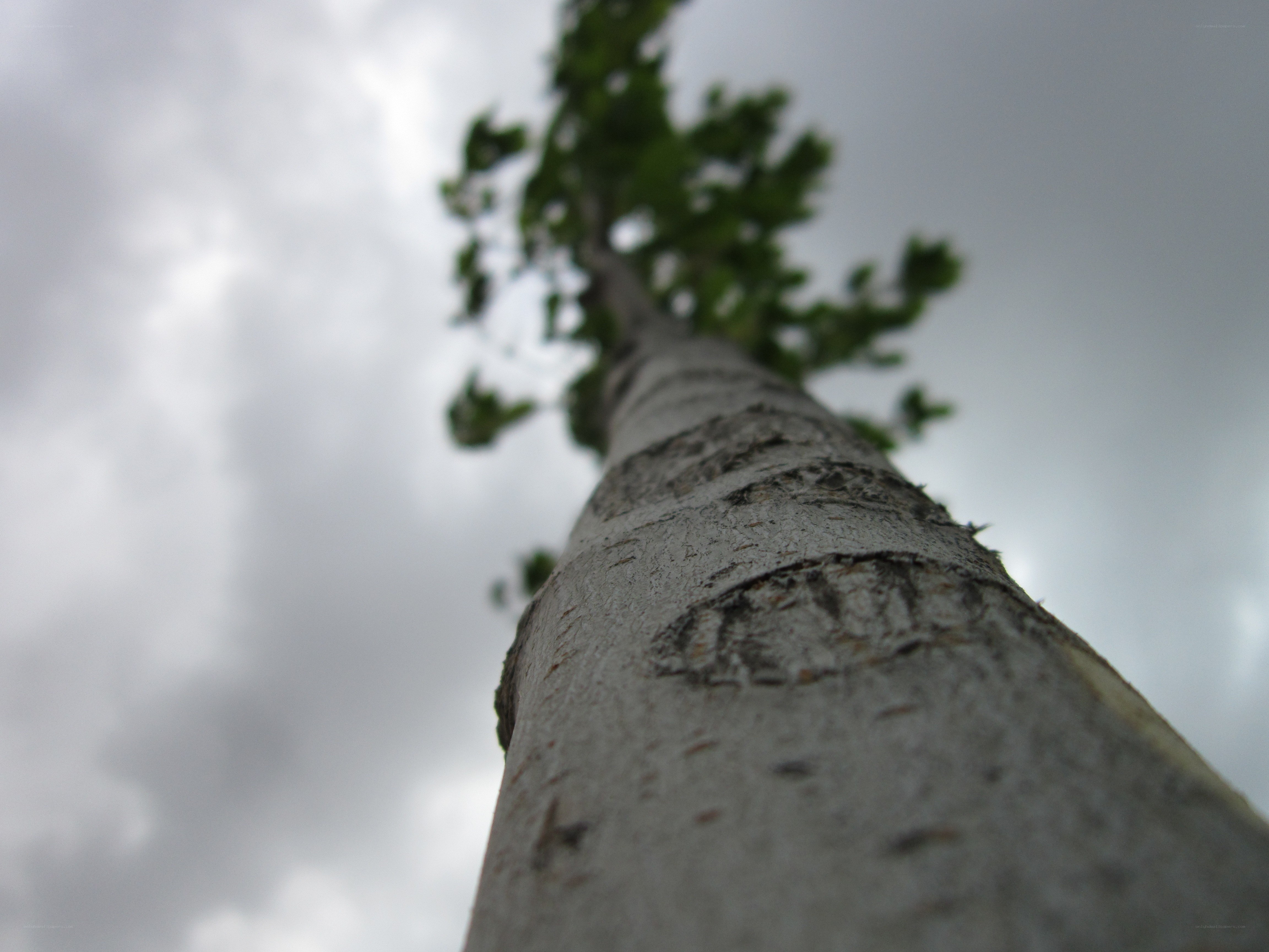 tree trunk against cloudy sky
