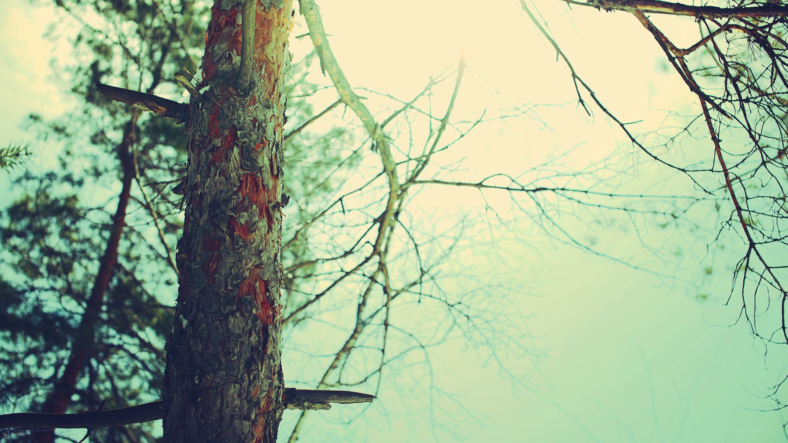 tree trunk against sky