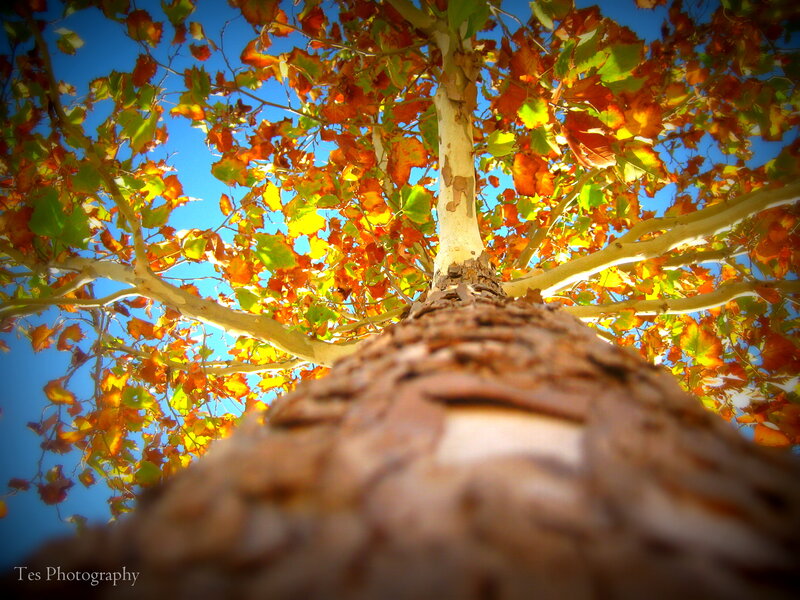 Tree Trunk and Autumn Leaves — Blue