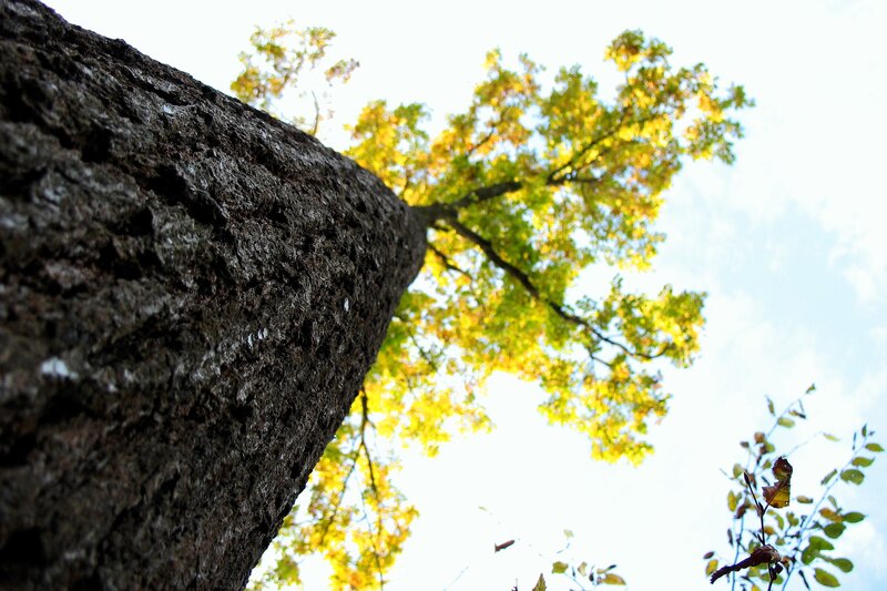 tree trunk and autumn leaves