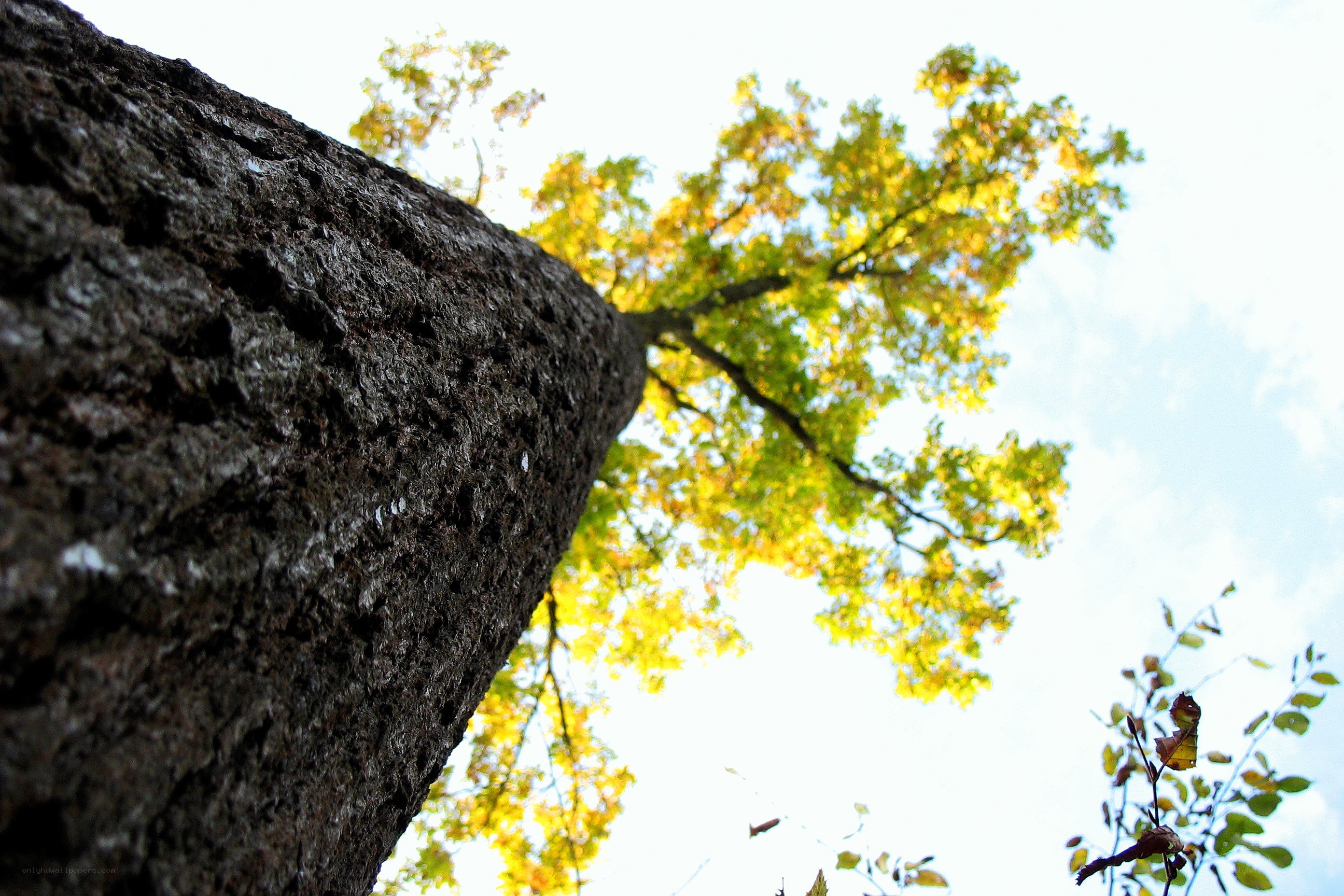 tree trunk and autumn leaves