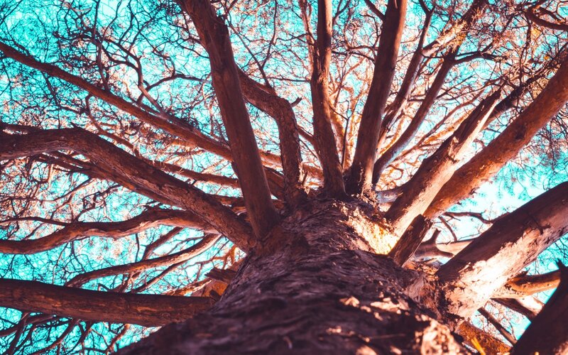 Tree Trunk and Branches — Blue, Dramatic