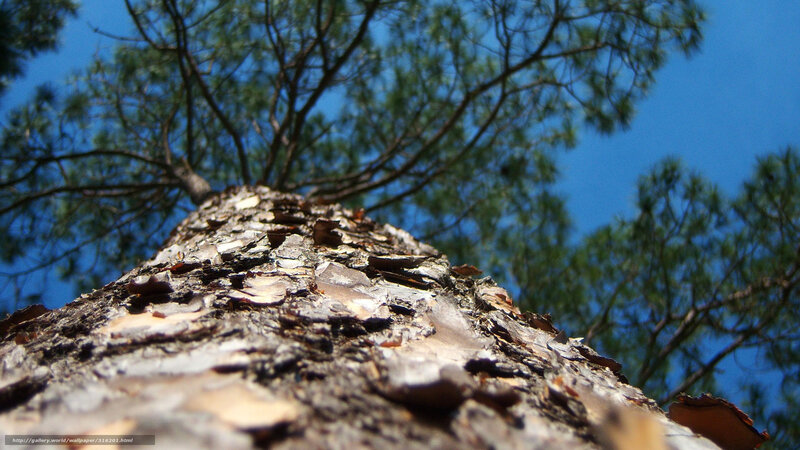 Tree Trunk and Branches — Blue, Serene, Afternoon, Photograph