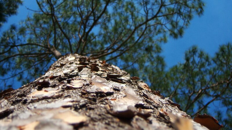 Tree Trunk and Branches — Blue, Serene, Afternoon