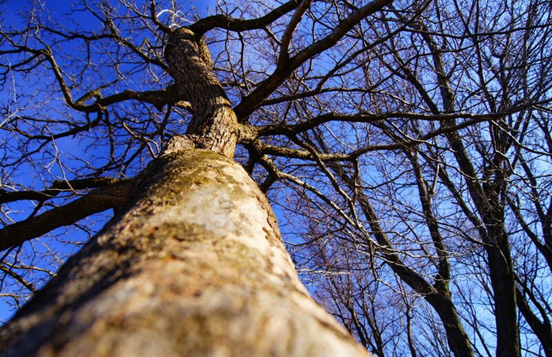 Tree Trunk and Branches — Blue, Serene