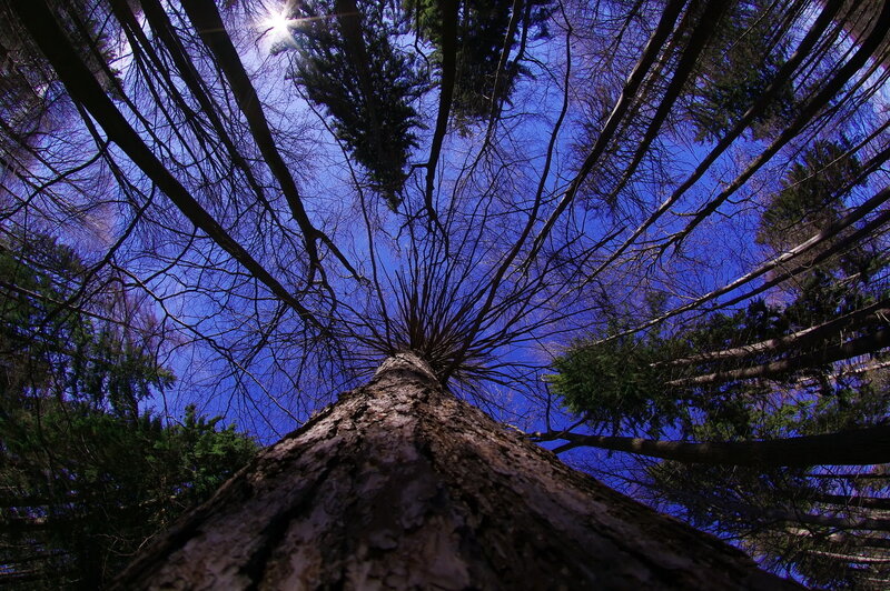 Tree Trunk and Branches — Blue