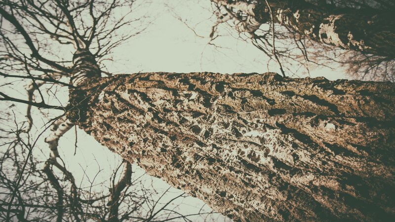 Tree Trunk and Branches — Brown