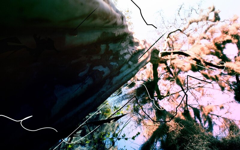Tree Trunk and Branches — Green, Dramatic, Afternoon