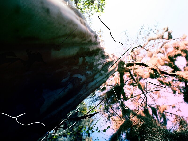 Tree Trunk and Branches — Green, Dramatic