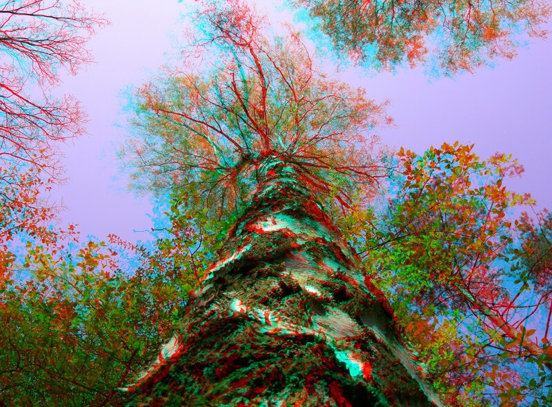 Tree Trunk and Branches — Purple
