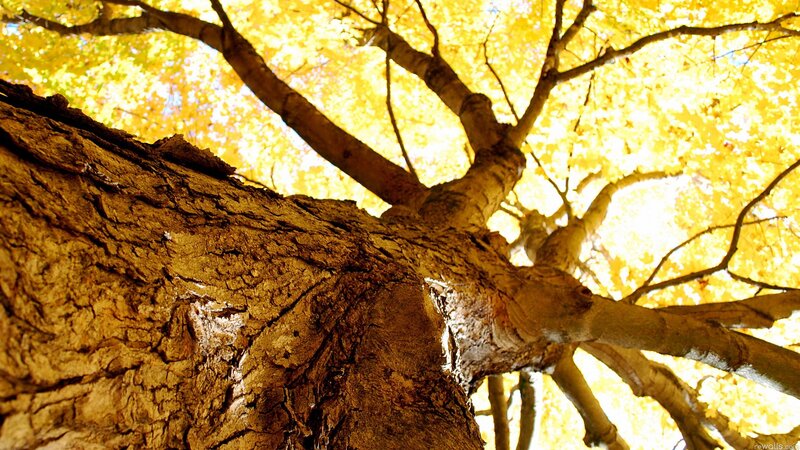 Tree Trunk and Branches — Yellow, Serene