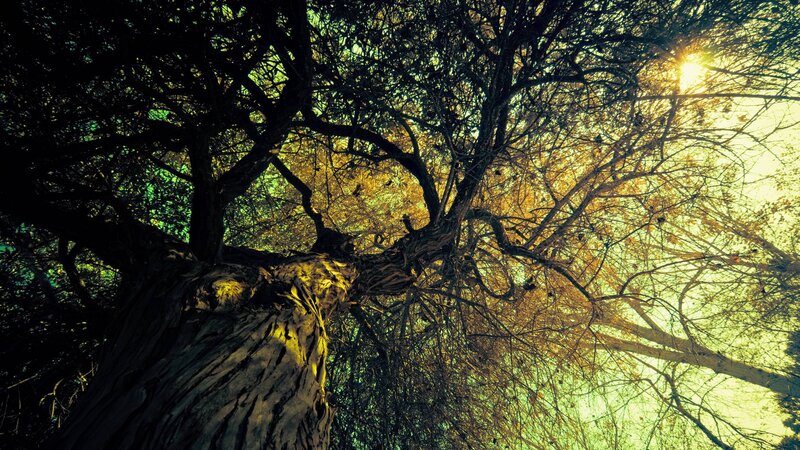 Tree Trunk and Branches — Yellow