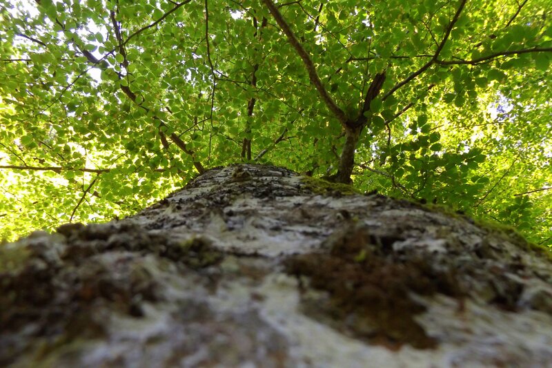 Tree Trunk and Canopy — Green, Serene, Afternoon
