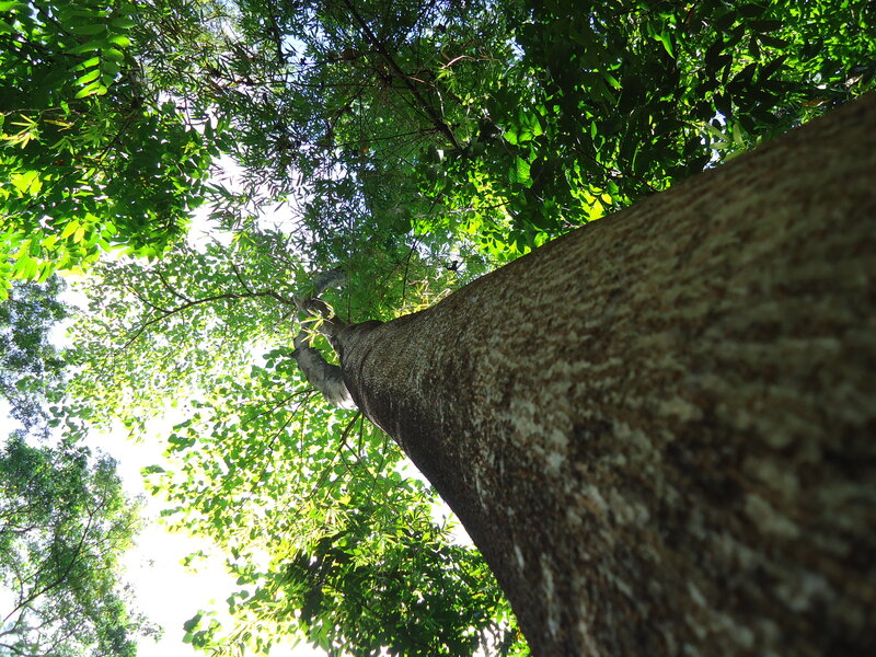 Tree Trunk and Canopy — Green, Serene