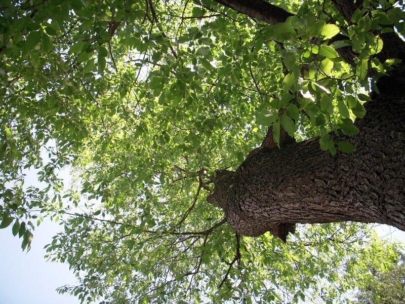 Tree Trunk and Canopy — Green