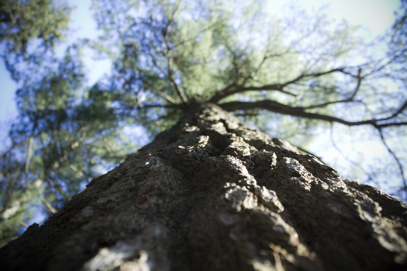 Tree Trunk and Canopy