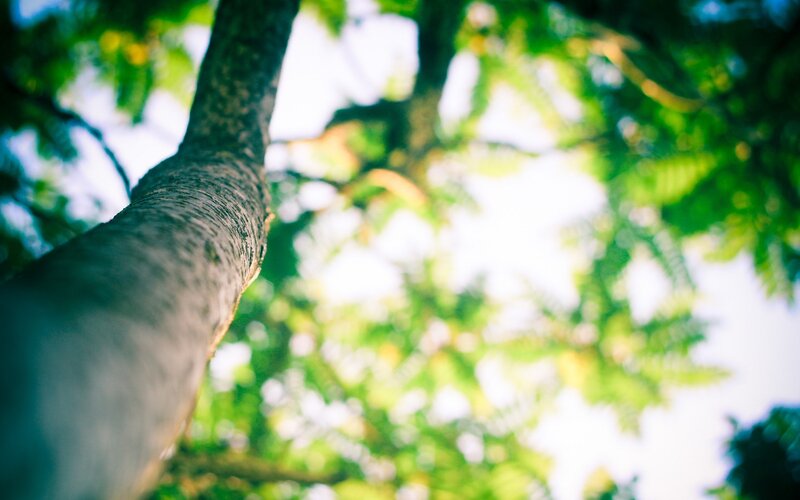 Tree Trunk and Leaves — Green