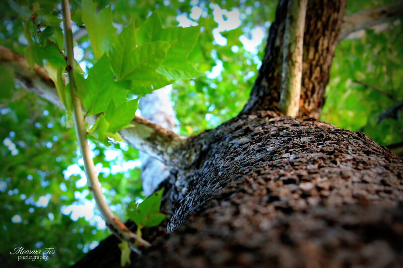 Tree Trunk and Leaves