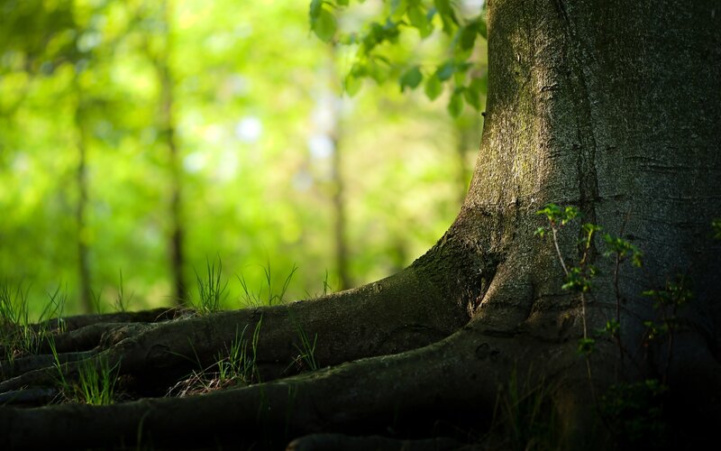 Tree Trunk and Roots — Green, Serene