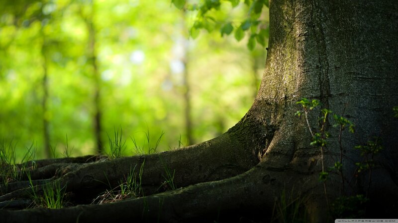 Tree Trunk and Roots — Green