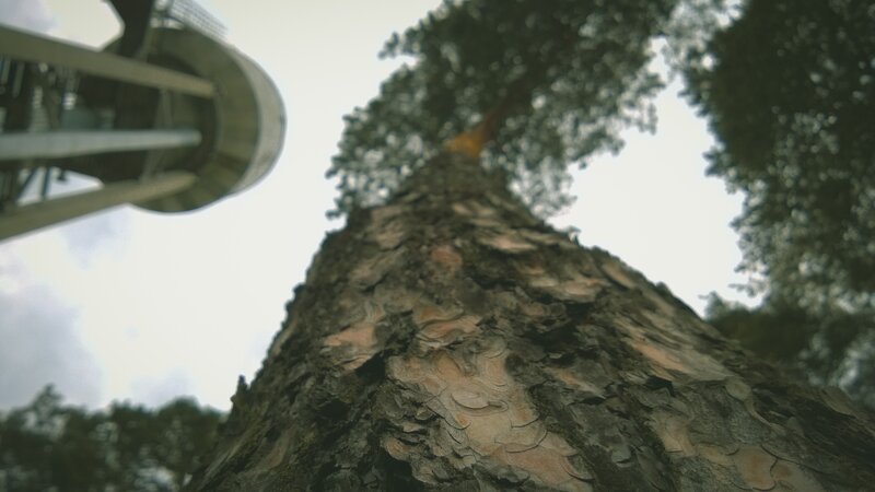Tree Trunk and Tower