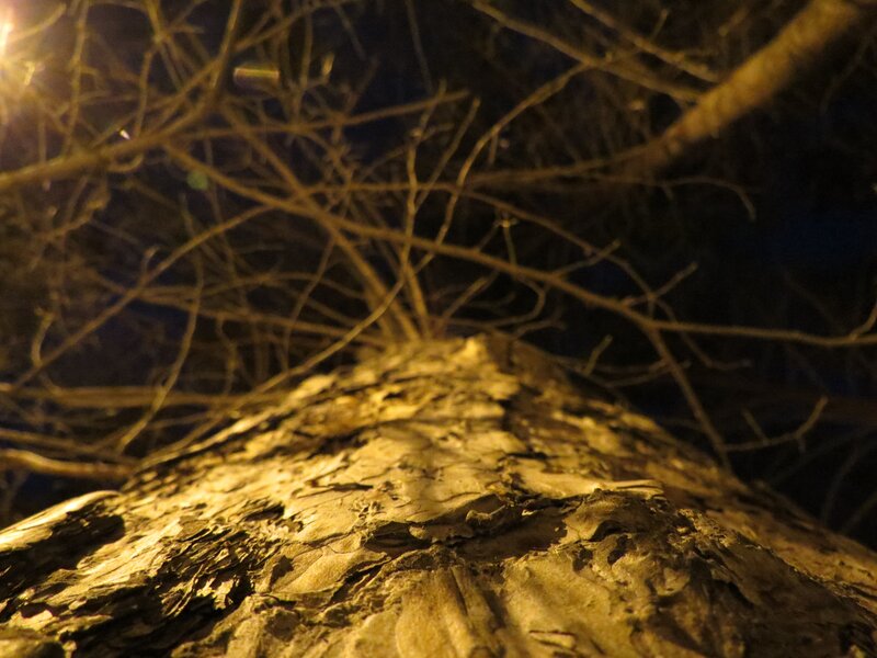 tree trunk at night