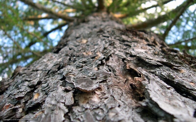Tree Trunk Bark