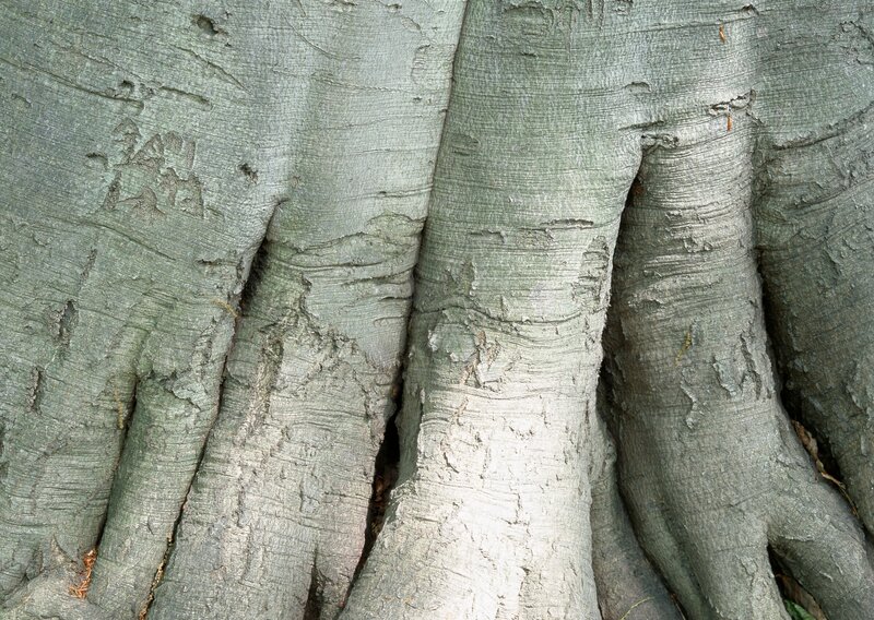 Tree Trunk Base — Gray