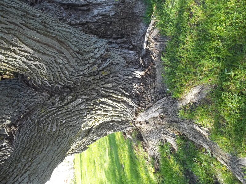 Tree Trunk Base
