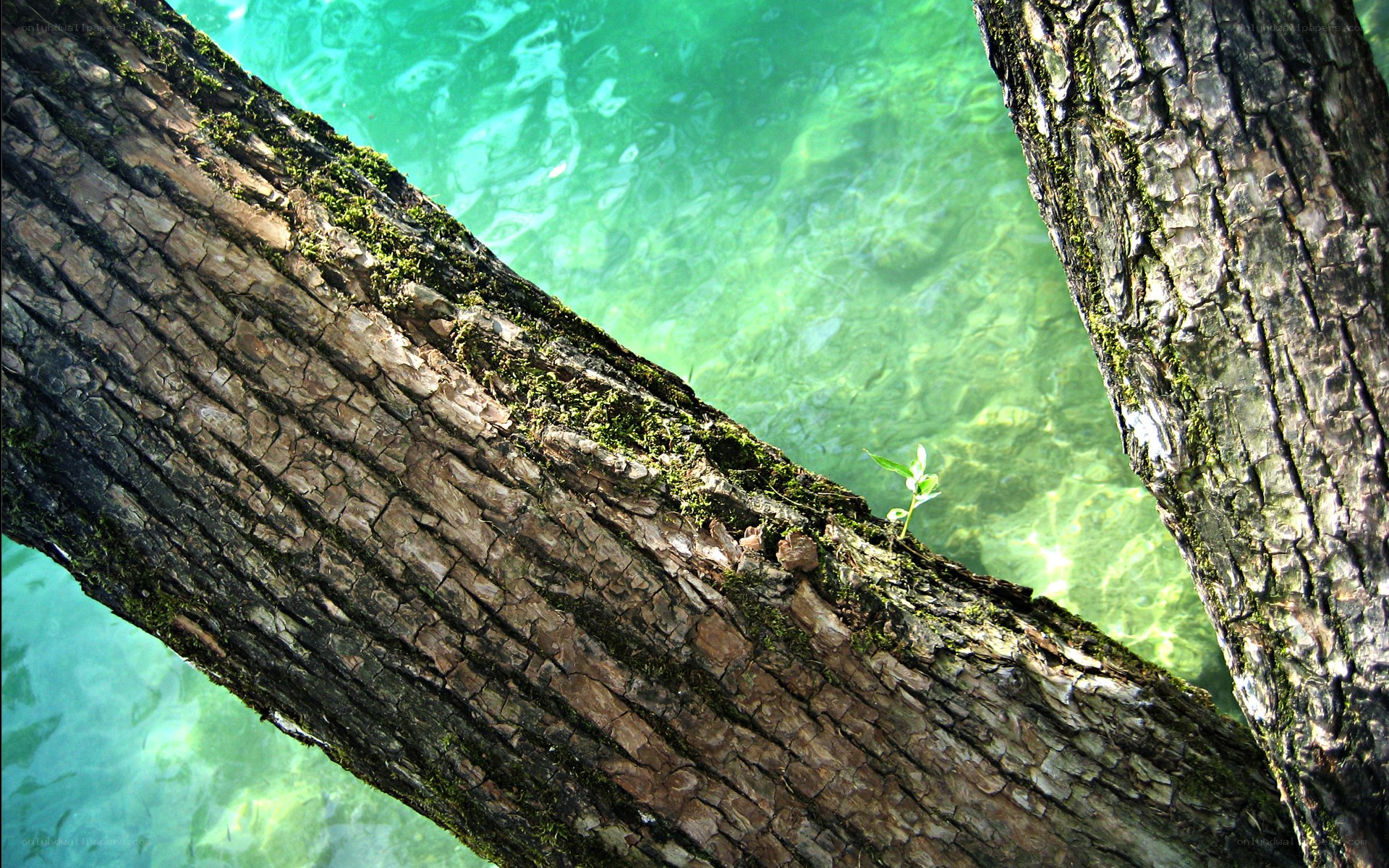 tree trunk by clear water