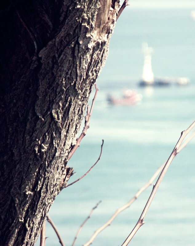 tree trunk by the sea