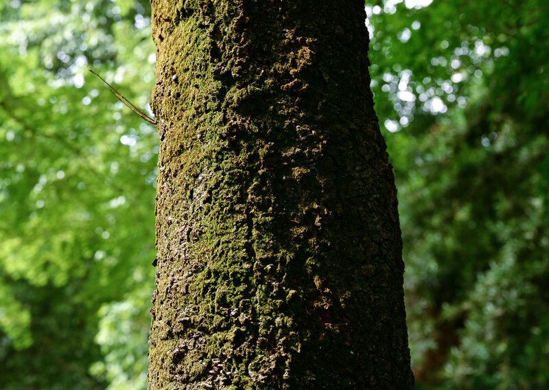 tree trunk covered in moss