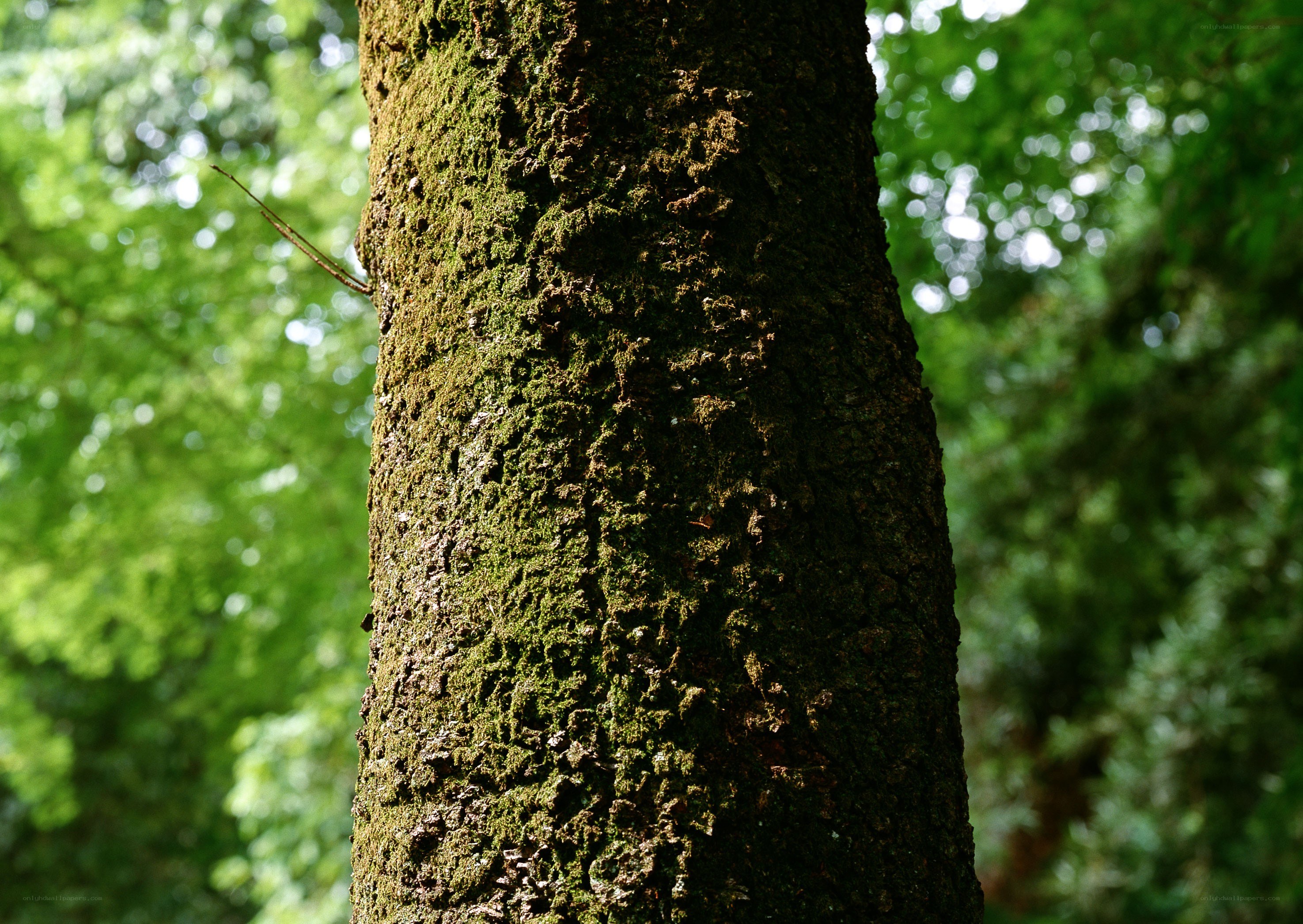 tree trunk covered in moss