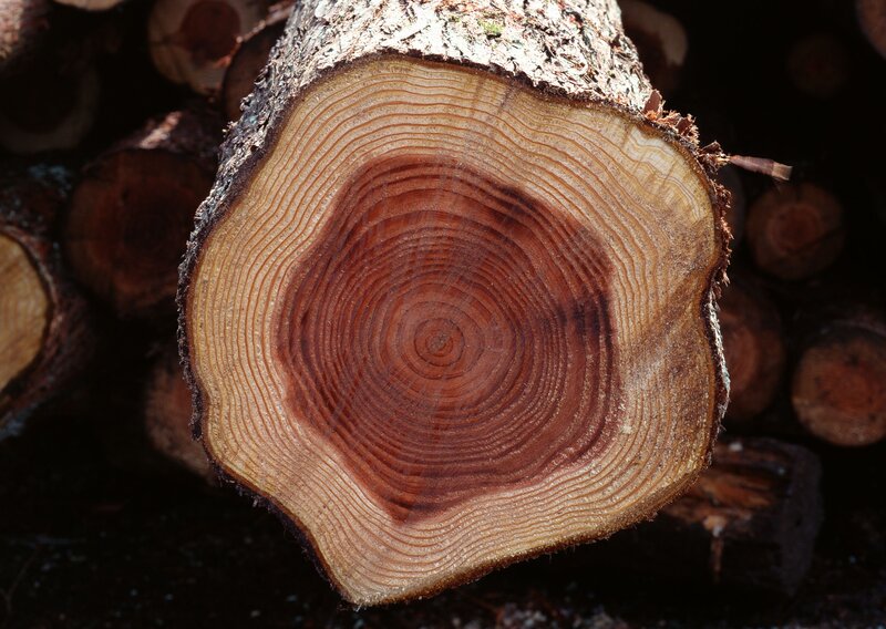 tree trunk cross-section