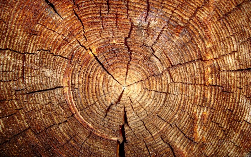 Tree Trunk Cross-section — Brown, Natural, Photograph, Rings, Cracks, Tan