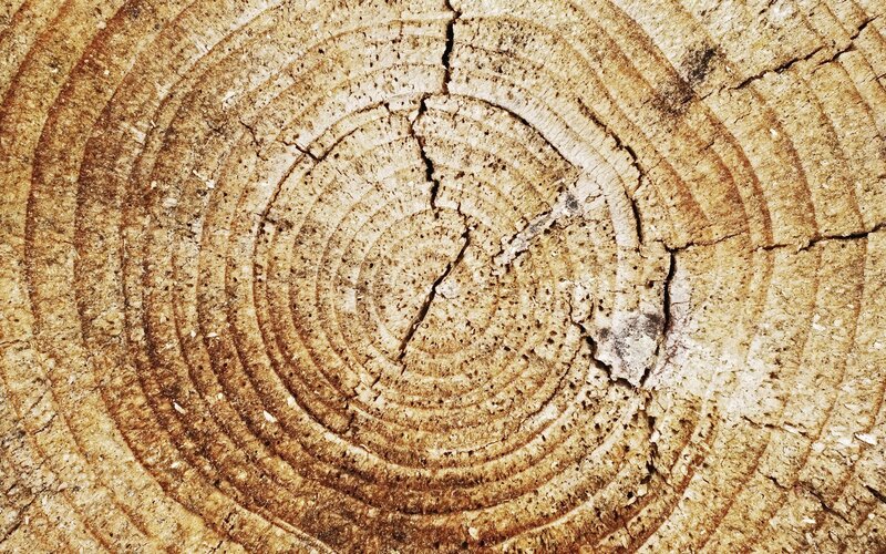 Tree Trunk Cross-section — Brown, Natural, Photograph, Rings, Cracks