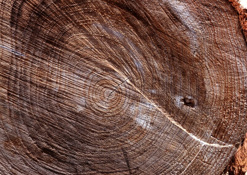 Tree Trunk Cross-section — Brown, Natural, Photograph, Wood Grain