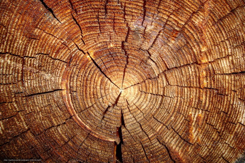 Tree Trunk Cross-section — Brown, Natural