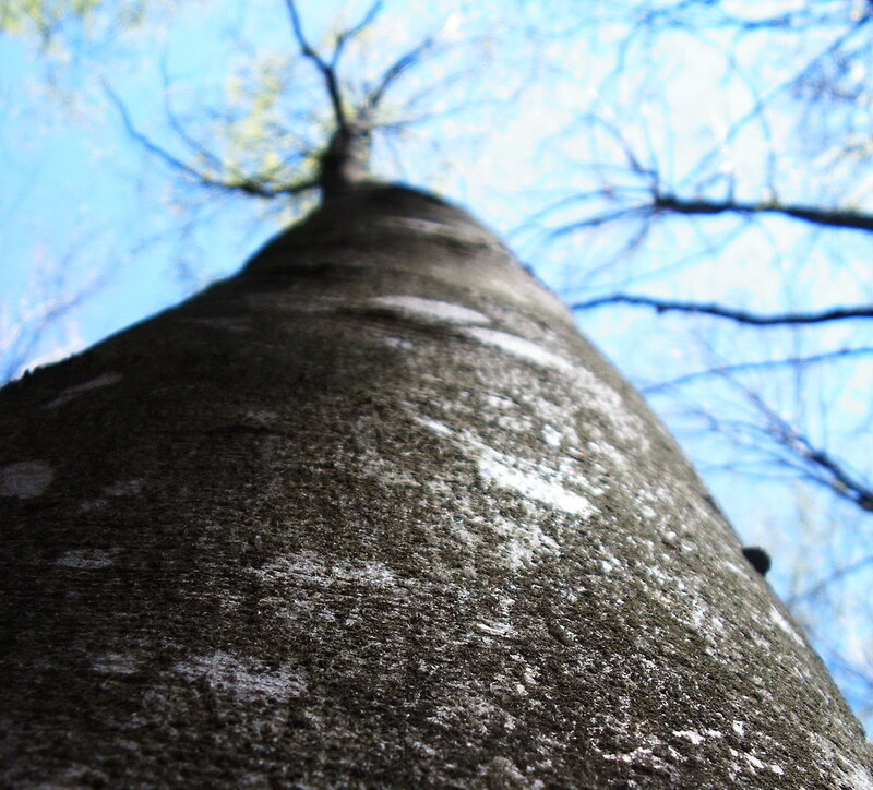 Tree Trunk from Below — Brown