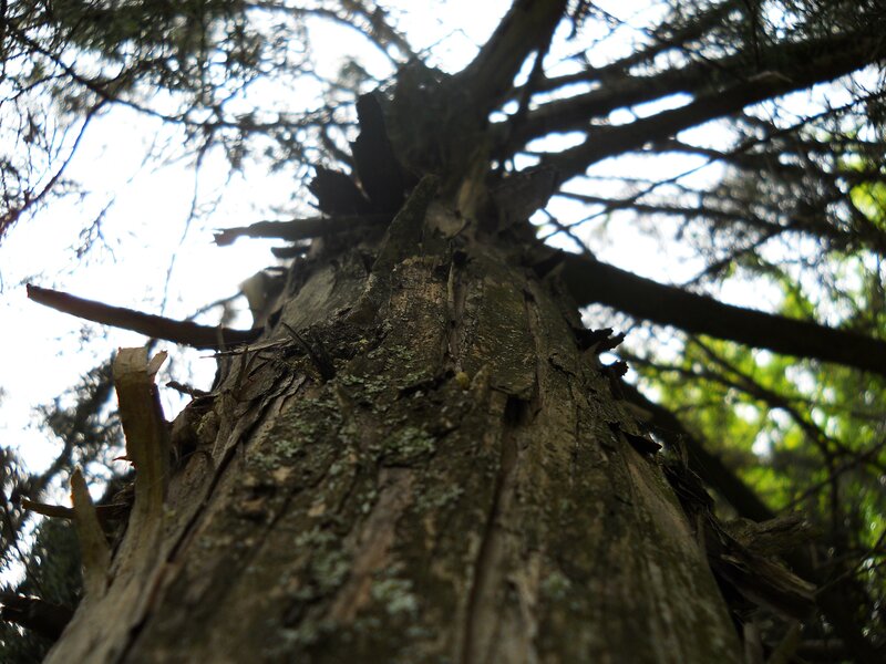 tree trunk from below