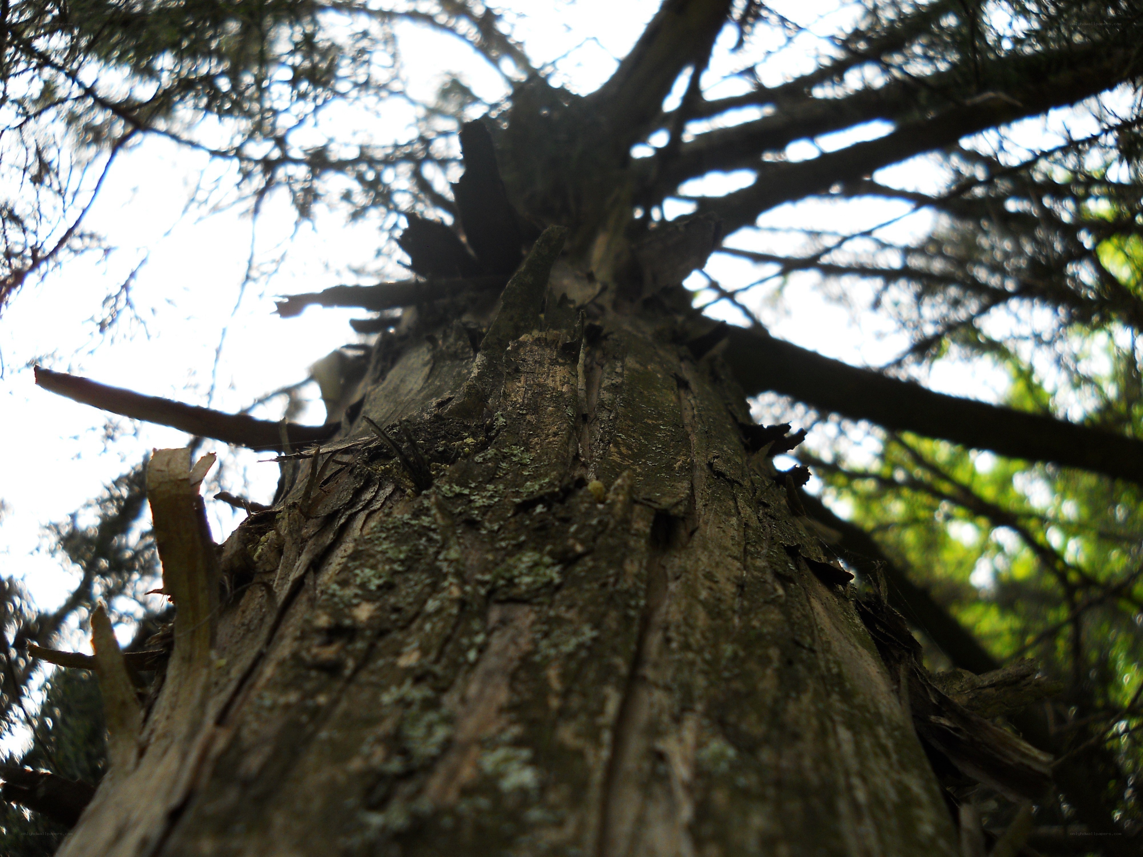 tree trunk from below