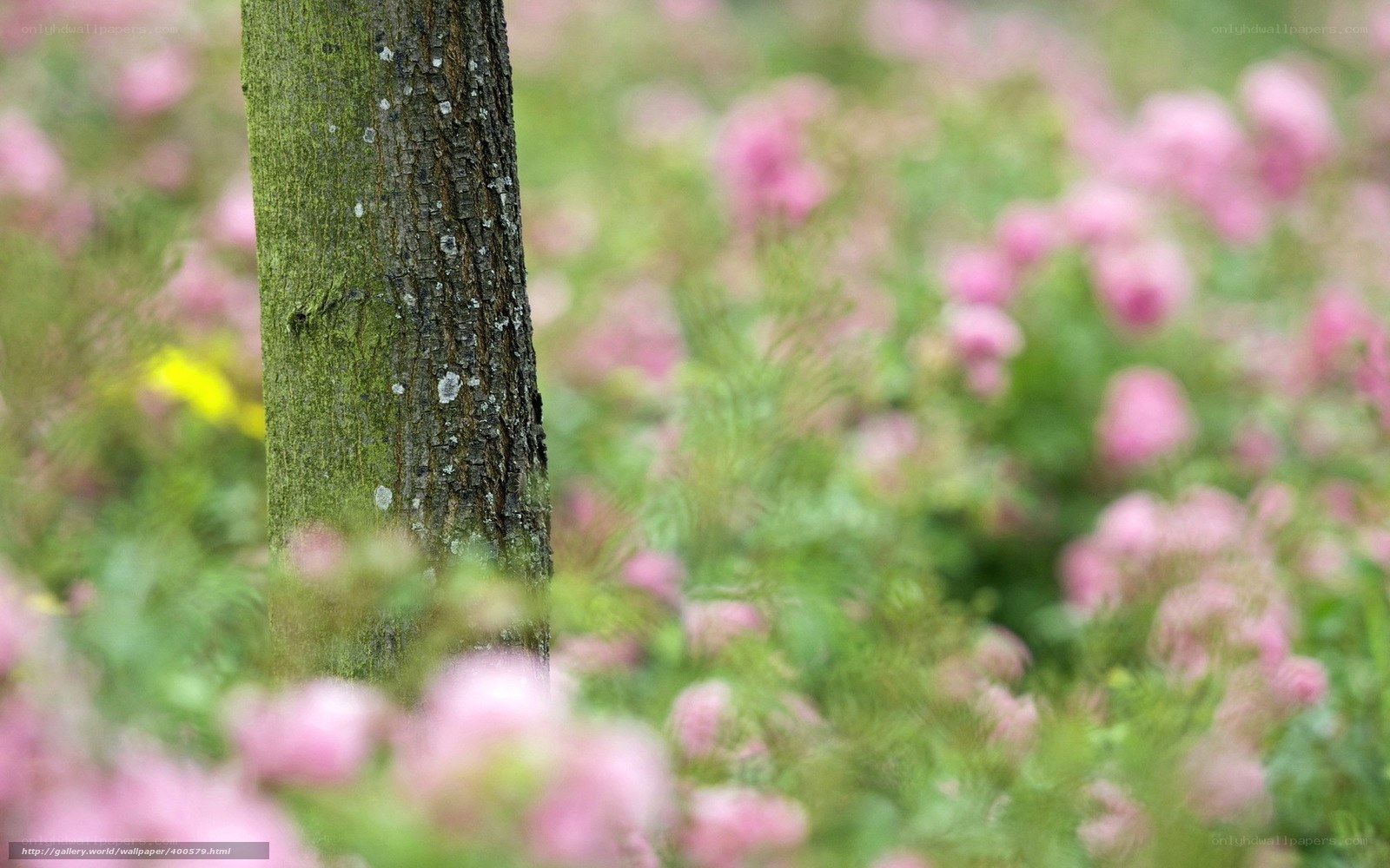 Tree trunk in a flower field
