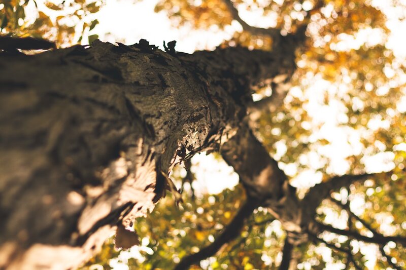 tree trunk in autumn light