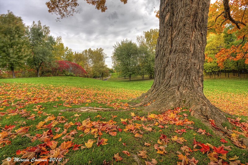 Tree Trunk in Autumn Park
