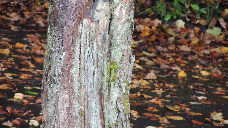 Tree Trunk in Autumn