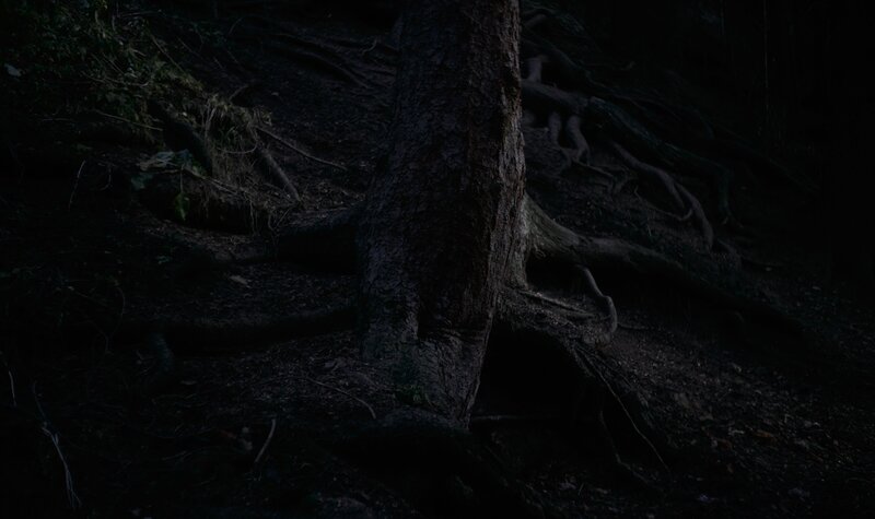 Tree Trunk in Dark Forest